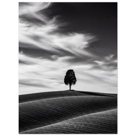 Lamina decorativa blanco y negro - Blanco y Negro Cipres Toscano